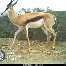 Springbok